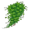 ivy5