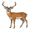 deer5