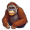 orangutan5
