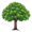 elm5