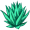 agave5