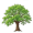 oak5