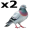 pidgeons5