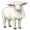 ewe5