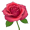 rose5