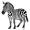 zebra5