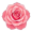 rose5