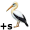 gannets5