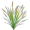 reed5