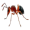 ant5