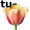 tulip5