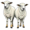 ewes5
