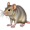 rat5