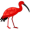 ibis5
