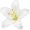 lily5