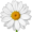 chamomile5