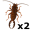 earwigs5