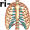 ribs5