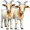 goats5