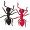 ants5