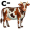 cow5