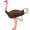 ostrich5