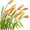 reeds5