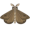 moth5