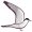 tern5