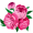peony5