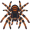 tarantula5