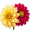 dahlias5