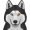 husky5