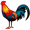 rooster5