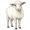 ewe5