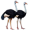 ostriches5