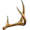 antler5