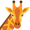 giraffe5