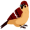sparrow5