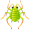 aphid5