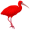 ibis5