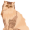 cat5