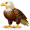 eagle5