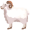 ram5