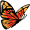 butterfly5
