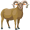 ram5