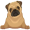 pug5