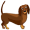 dachshund2