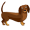 dachshund5