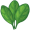 spinach5